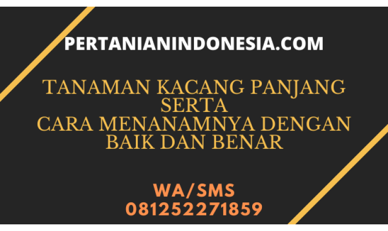 Tanaman Kacang Panjang Serta Cara Menanamnya Secara Baik Dan Benar