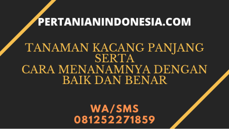 Tanaman Kacang Panjang Serta Cara Menanamnya Secara Baik Dan Benar