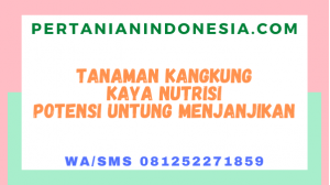 Tanaman Kangkung Kaya Nutrisi Potensi Untung Menjanjikan