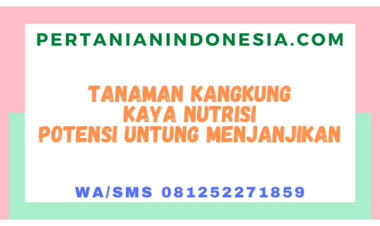 Tanaman Kangkung Kaya Nutrisi Potensi Untung Menjanjikan