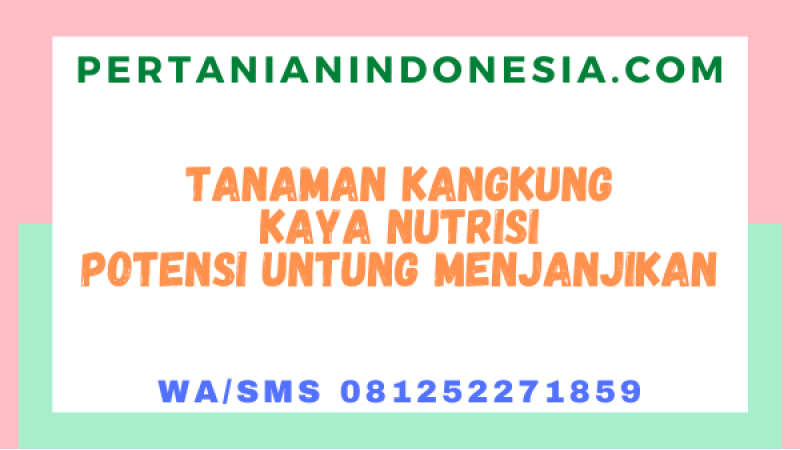 Tanaman Kangkung Kaya Nutrisi Potensi Untung Menjanjikan