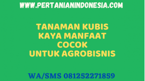 Tanaman Kubis Kaya Manfaat Cocok Untuk Agrobisnis