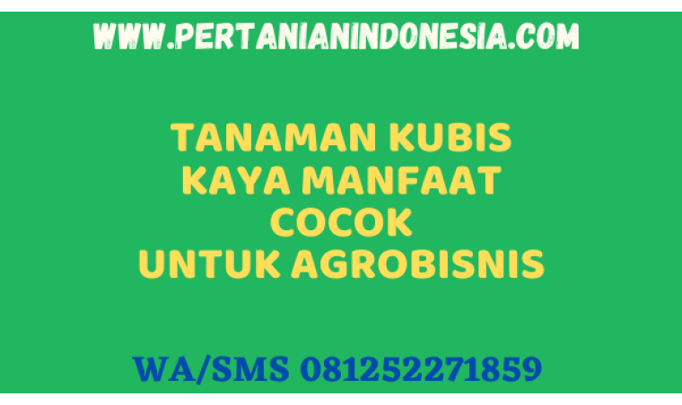 Tanaman Kubis Kaya Manfaat Cocok Untuk Agrobisnis