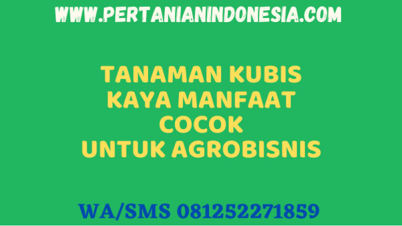 Tanaman Kubis Kaya Manfaat Cocok Untuk Agrobisnis