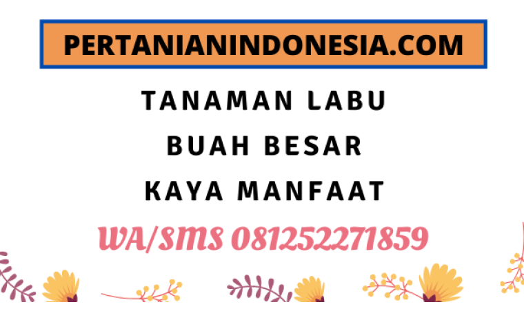 Tanaman Labu Buah Besar Kaya Manfaat