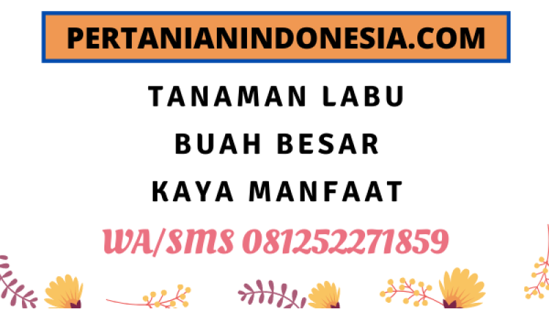Tanaman Labu Buah Besar Kaya Manfaat