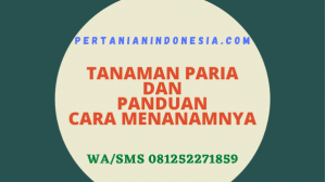 Tanaman Paria Dan Panduan Cara Menanamnya