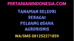 Tanaman Seledri Sebagai Peluang Agribisnis