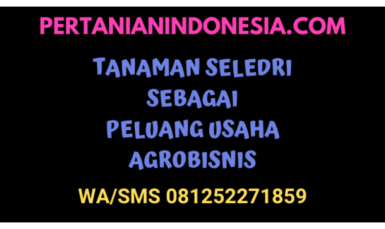 Tanaman Seledri Sebagai Peluang Agribisnis
