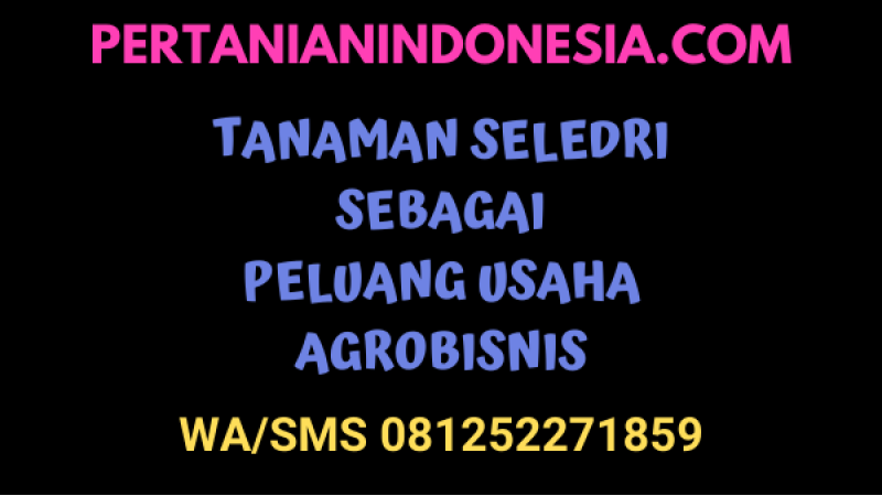 Tanaman Seledri Sebagai Peluang Agribisnis