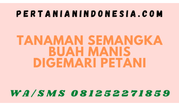 Tanaman Semangka Buah Manis Digemari Petani