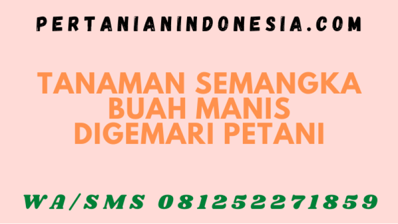 Tanaman Semangka Buah Manis Digemari Petani