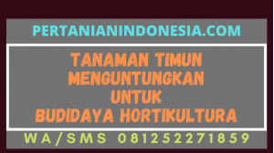 Tanaman Timun Menguntungkan Untuk Budidaya Hortikultura