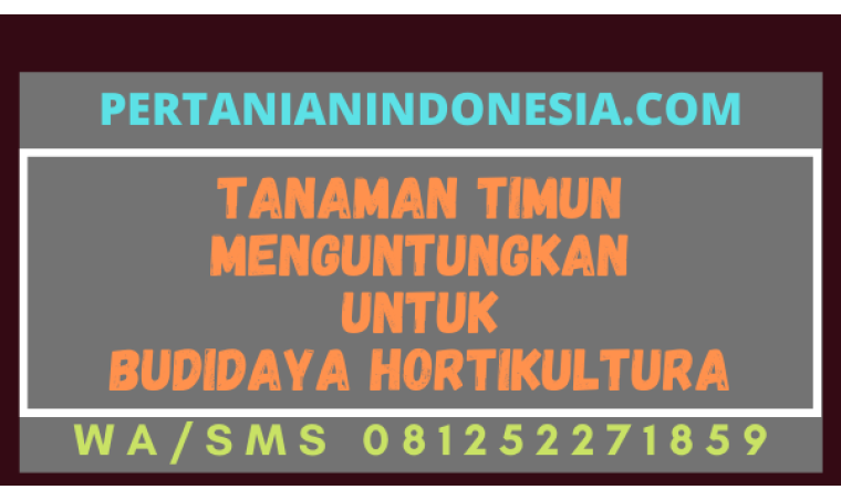 Tanaman Timun Menguntungkan Untuk Budidaya Hortikultura