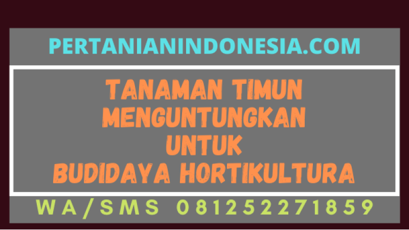 Tanaman Timun Menguntungkan Untuk Budidaya Hortikultura