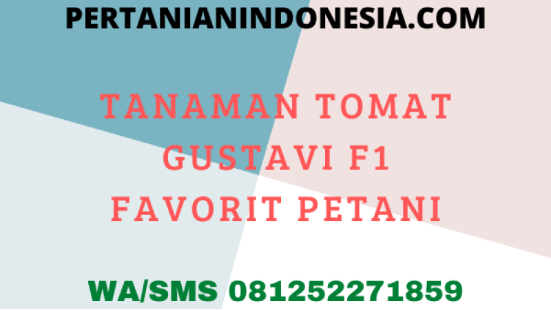 10 Alasan Tanaman Tomat Gustavi F1 Panah Merah Favorit Petani