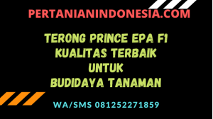 Terong Prince Epa F1 Kualitas Terbaik Untuk Budidaya Tanaman