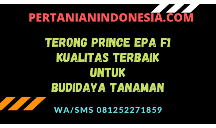 Terong Prince Epa F1 Kualitas Terbaik Untuk Budidaya Tanaman