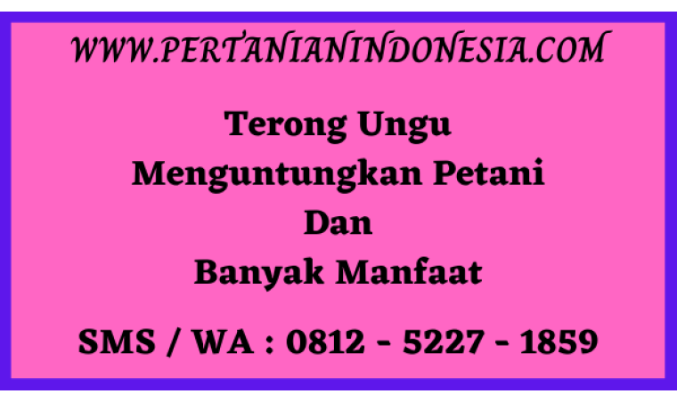 Terong Ungu Menguntungkan Petani dan Banyak Manfaat