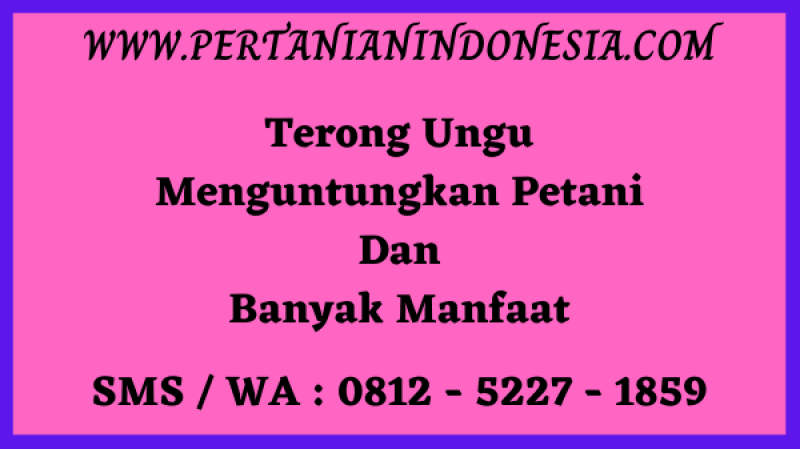 Terong Ungu Menguntungkan Petani dan Banyak Manfaat