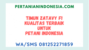 Timun Zatavy F1 Kualitas Terbaik Untuk Petani Indonesia