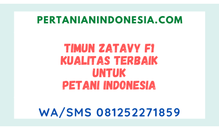 Timun Zatavy F1 Kualitas Terbaik Untuk Petani Indonesia