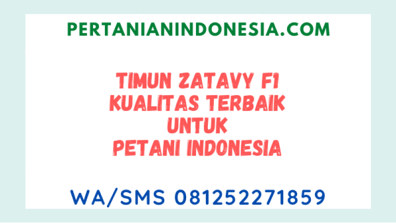 Timun Zatavy F1 Kualitas Terbaik Untuk Petani Indonesia
