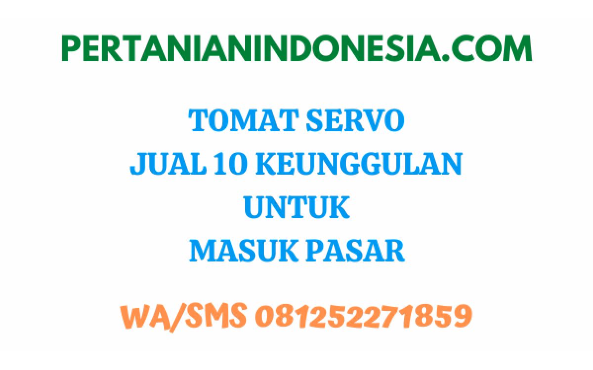 Tomat Servo, Jual 10 Keunggulan Untuk Masuk Pasar