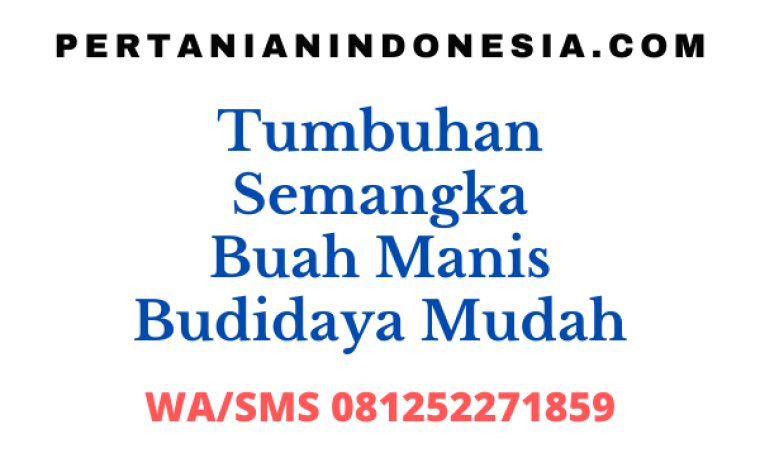 Tumbuhan Semangka Buah Manis Budidaya Mudah