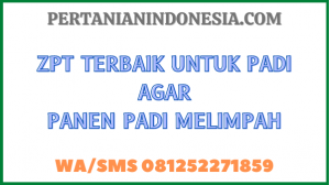 ZPT Terbaik Untuk Padi Agar Panen Padi Melimpah