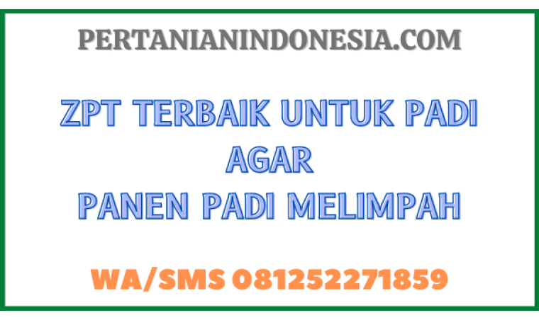 ZPT Terbaik Untuk Padi Agar Panen Padi Melimpah