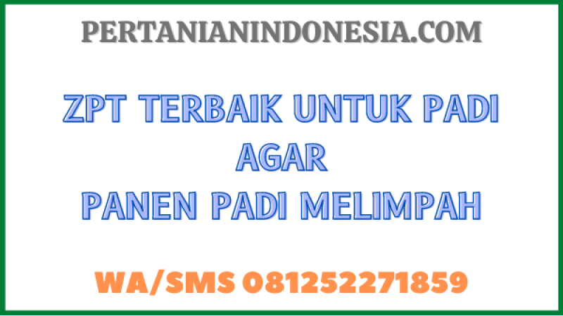 ZPT Terbaik Untuk Padi Agar Panen Padi Melimpah