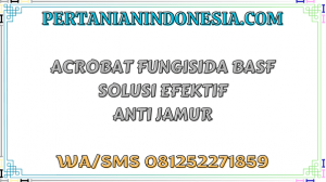 Acrobat Fungisida BASF Solusi Efektif Anti Jamur