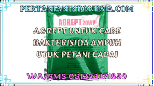 Agrept Untuk Cabe Bakterisida Ampuh Untuk Petani Cabai
