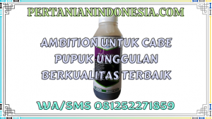 Ambition Untuk Cabe Pupuk Unggulan Berkualitas Terbaik