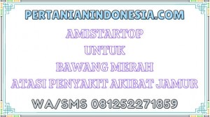 Amistartop Untuk Bawang Merah Atasi Penyakit Akibat Jamur