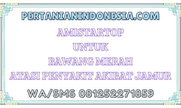 Amistartop Untuk Bawang Merah Atasi Penyakit Akibat Jamur
