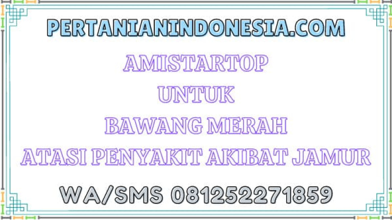 Amistartop Untuk Bawang Merah Atasi Penyakit Akibat Jamur