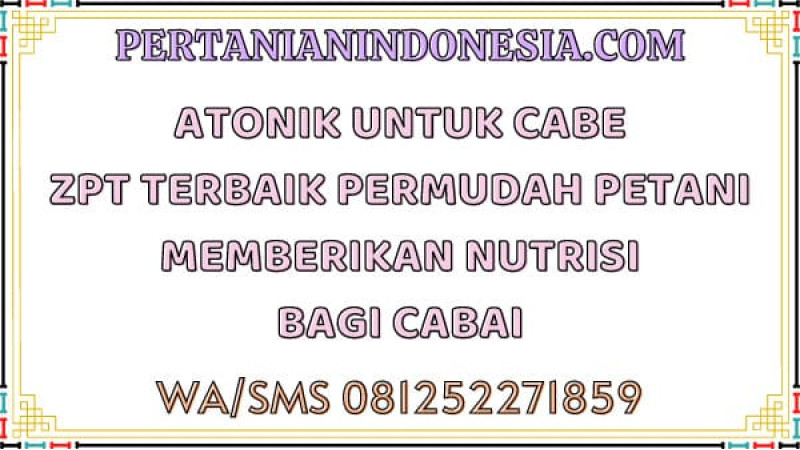 Atonik Untuk Cabe ZPT Terbaik Pemudah Petani Memberikan Nutrisi Bagi Cabai