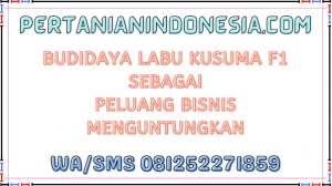 Budidaya Labu Kusuma F1 Sebagai Peluang Bisnis Menguntungkan