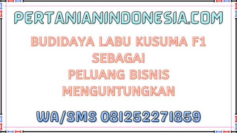 Budidaya Labu Kusuma F1 Sebagai Peluang Bisnis Menguntungkan