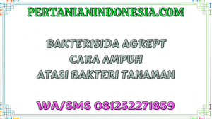 Bakterisida Agrept Cara Ampuh Atasi Bakteri Tanaman