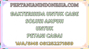 Bakterisida Untuk Cabe Solusi Ampuh Untuk Petani Cabai