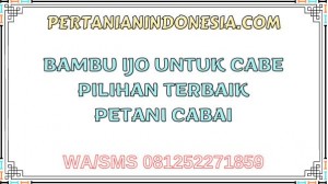 Bambu Ijo Untuk Cabe Pilihan Terbaik Petani Cabai