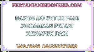 Bambu Ijo Untuk Padi Mudahkan Petani Memupuk Padi