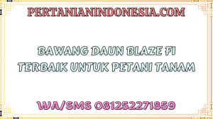 Bawang Daun Blaze F1 Terbaik Untuk Petani Tanam