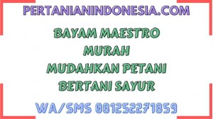 Bayam Maestro Murah Mudahkan Petani Bertani Sayur