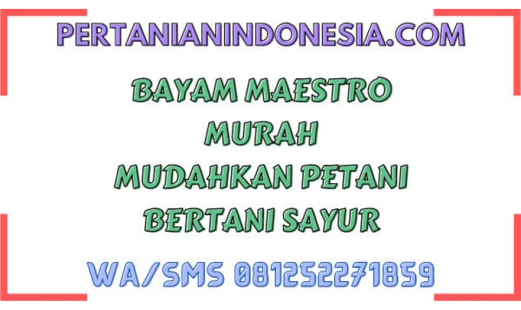 Bayam Maestro Murah Mudahkan Petani Bertani Sayur