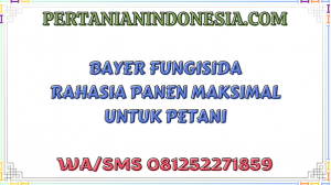 Bayer Fungisida Rahasia Panen Maksimal Untuk Petani