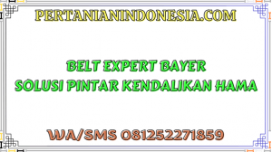 Belt Expert Bayer Solusi Pintar Kendalikan Hama